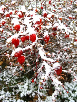 dawn snow rosehips